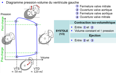 diagramme pression volume.png