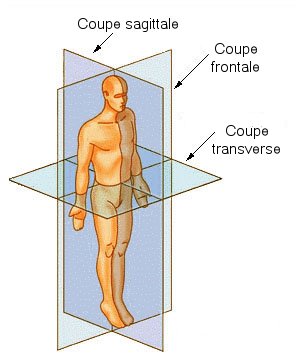 Coupe_anatomie.jpg