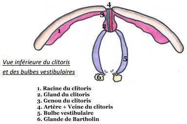 Clitoris.png