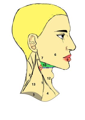 Visage profil coloré - Copie légendé.jpg