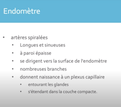 diapo endomètre .png