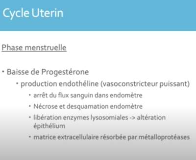 cycle utérin.png