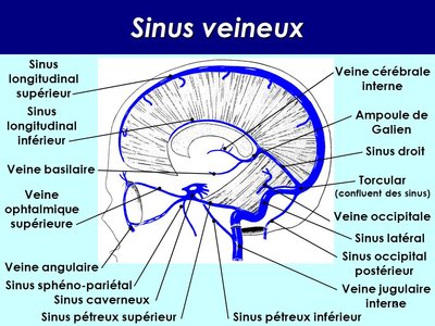 Sinus veineux.jpg