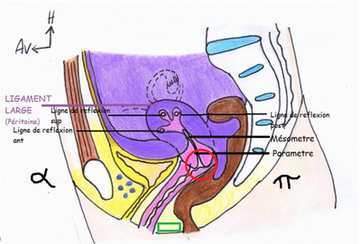 Stabilité utérus.png