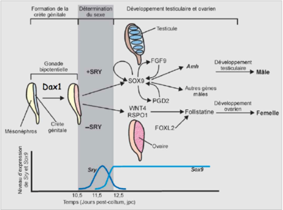 Gènes Chronologie.PNG