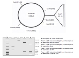 Capture d’écran 2020-04-24 à 09.23.33.png