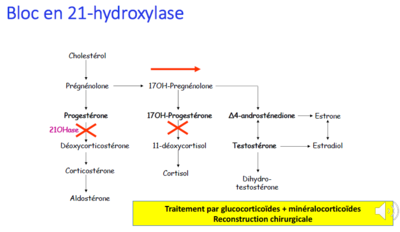 Bloc en 21 Hydroxylase.PNG