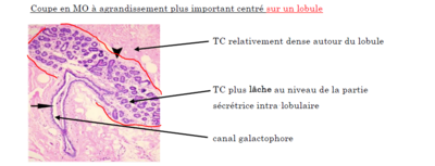 Lobule.PNG