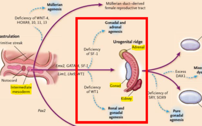Origines embryonnaire.PNG