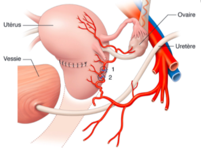 Capture d’écran 2020-05-02 à 17.25.11.png