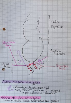 Rôles levator ani.jpg