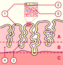 endomètre.gif