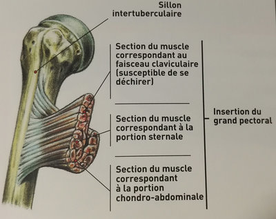 tendon-pec.jpg