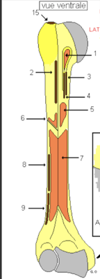 humerus.png