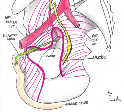 Réflexion pariétale ronéo.png