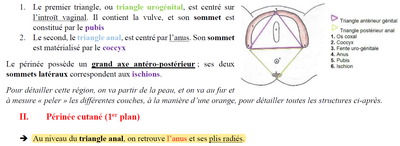 Fiche périnée.png