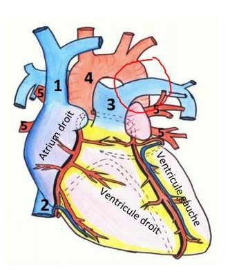 schéma coeur en vue ant.JPG