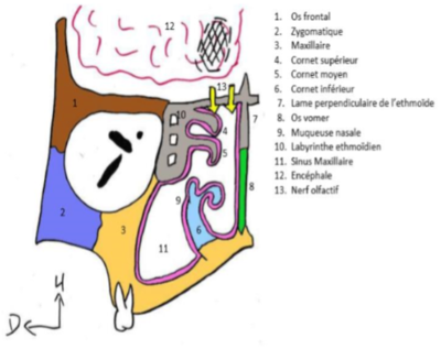 Fosses nasales.PNG