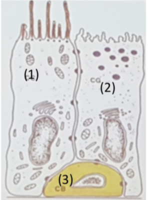 epithelium canaux efferents .png