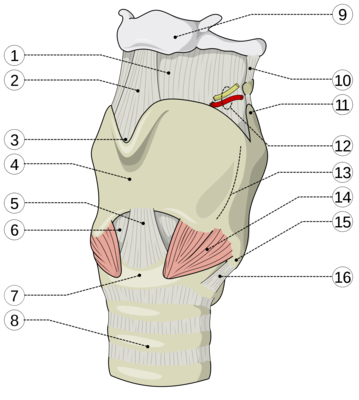 1200px-Larynx_external_base.png