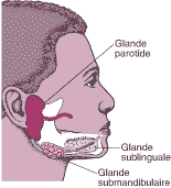 DEN_salivary_glands_fr.gif