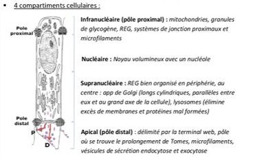 Schéma améloblaste.jpeg