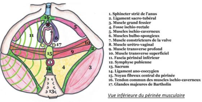 Diaphragme périnéal.png