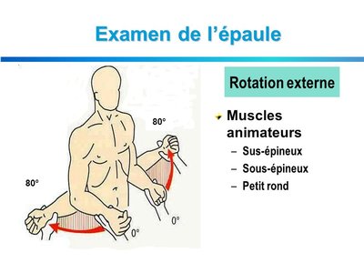 Examen+de+l’épaule+Rotation+externe+Muscles+animateurs+Sus-épineux.jpg