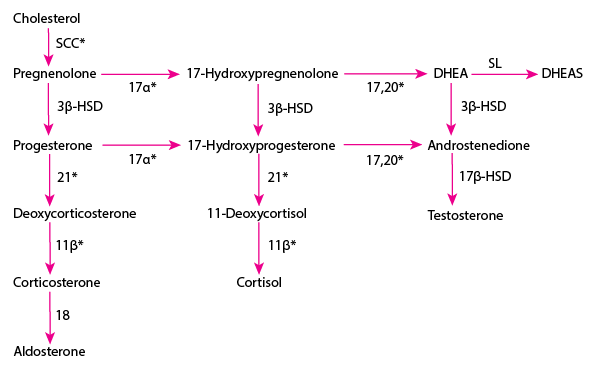 PED_adrenal_hormone_synthesis.gif