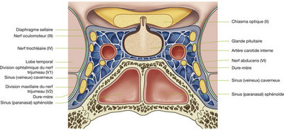 Coupe frontale selle turcique.jpg