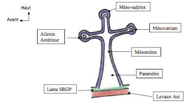 LIG LARGE RAPPORTS.png