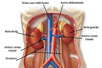 Situation-des-reins-sur-la-paroi-abdominale-dorsale-Mckinley-et-al-2012.jpg