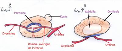 hile ovarien.png