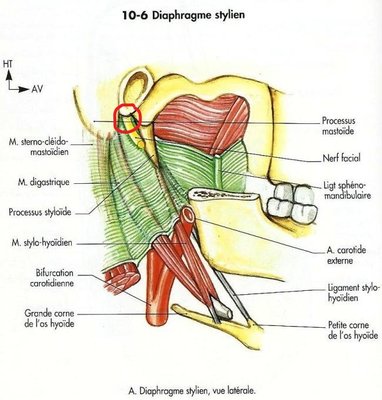 Trajet nerf facial diaphragme stylien - Copie.jpg
