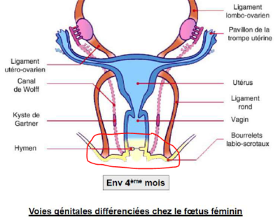 Vagin borgne.PNG