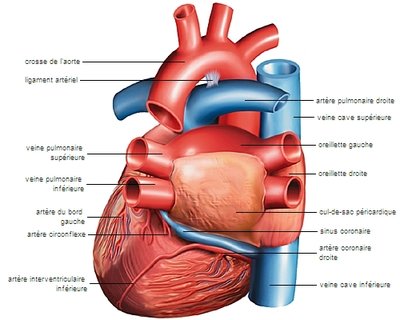 1001419-Artères_et_veines_coronaires.jpg
