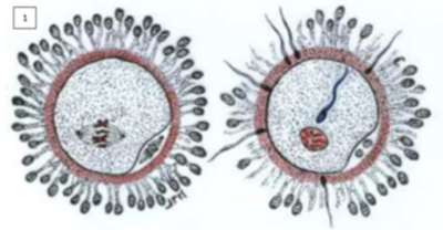Capture d’écran 2020-09-14 à 12.36.33.png