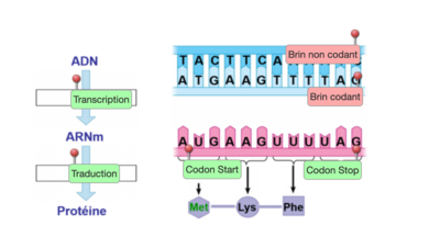 Capture d’écran 2020-09-14 à 14.36.35.png