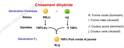 Capture petitpois.PNG