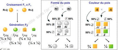 Capture petitpois 2.PNG