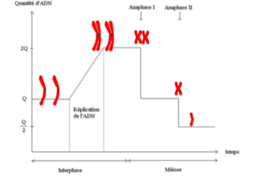 Quantité ADN méiose.png