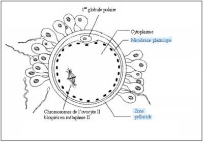 Capture d’écran 2020-09-29 à 19.22.27.png