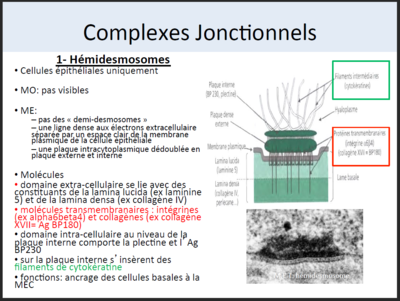 hémidesmosomes.PNG