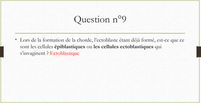 chorde embryo (2).png