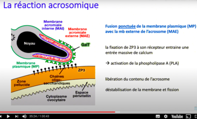 Capture d’écran 2020-10-16 à 17.16.49.png