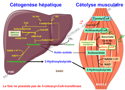 cétolyse diapo 13.PNG