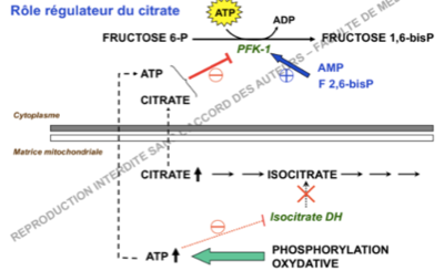 inhibition citrate.png