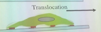 Translocation.PNG