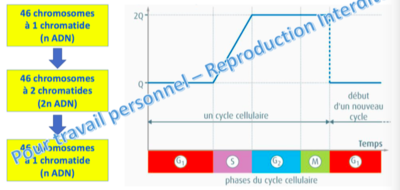 Quantité ADN MITOSE.png