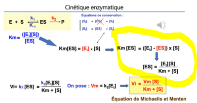 Cinétique enzymatique.PNG